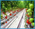 /album/mr-drip/drip-irrigation-system-jpg/